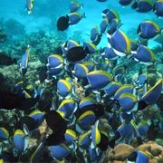 Swim With a School of Fish