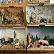 Rebuild the Wildlife Habitats of Animals