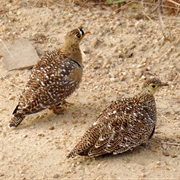 Double-Banded Sandgrouse