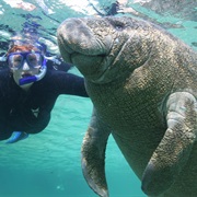 Swim With Manatees in Florida