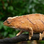 Mount Inago Pygmy Chameleon