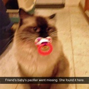 Deal With a Cat That Is Jealous of a New Baby