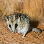 Kangaroo Island Dunnart