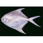 Silver Pomfret / White Pomfret