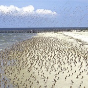Wadden Sea WHS, Germany/Holland/Denmark