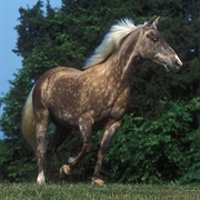Rocky Mountain Horse