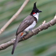 Red-Whiskered Bulbul