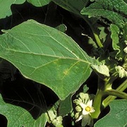 Kokoua (Solanum Repandum)