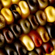 Corn Kernel