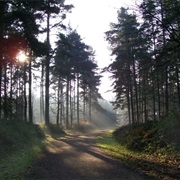 Thetford Forest
