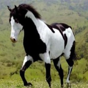American Paint Horse