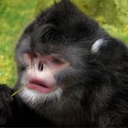 Myanmar Snub-Nosed Monkey