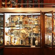 Grant Museum of Zoology