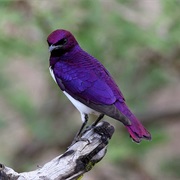 Purple Back Starling