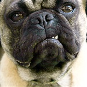 Best Hangover Cure Is the 'Hair of the Dog'