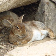 Korean Hare