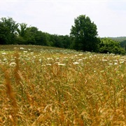 Osage Village State Historic Site, Missouri