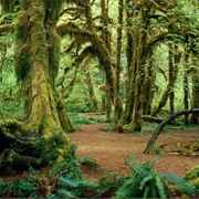 Kigwena Natural Forest, Burundi