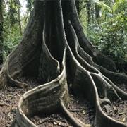 Wooroonooran National Park (QLD)