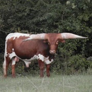 Longhorn Bull