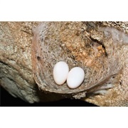Swiftlet Egg