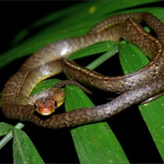 Saint Vincent Blacksnake