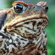 As Horny as a Cane Toad