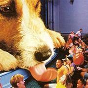 Honey, I Shrunk the Audience (1998-2010)