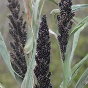 Japanese Barnyard Millet (Echinochloa Esculenta)
