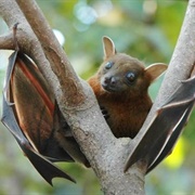 Lesser Short-Nosed Fruit Bat