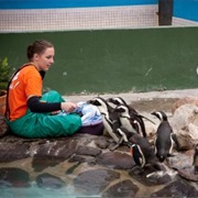 Visit SANCCOB and Clean a Penguin