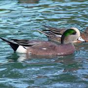 American Wigeon