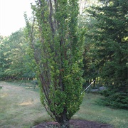 Columnar Beech