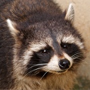 Heythrop Zoological Gardens