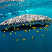 Snorkel With Whale Sharks in Djibouti, Africa