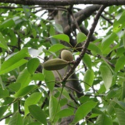 Red Silk-Cotton (Bombax Ceiba)