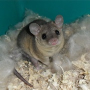 Short Tailed Opossum