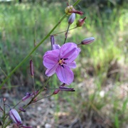 Chocolate Lily (Dichopogon Strictus)