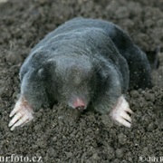 Iberian Mole