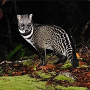Malayan Civet