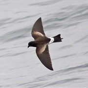 Wilson's Storm-Petrel