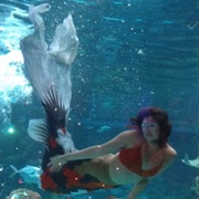 Mermaid Show at Silverton