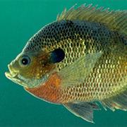 Bluegill
