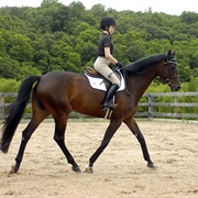 Learn to Properly Ride a Horse