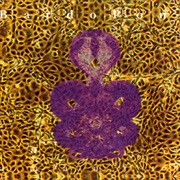 Bardo Pond - Amanita