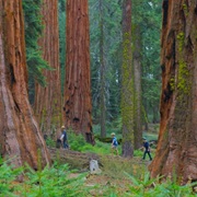 Mariposa Grove of Sequoia Trees, Yosemite National Park, California
