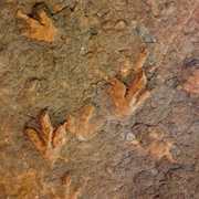 Tsikoane Village Dinosaur Footprints, Lesotho