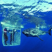Shark Cage Diving in South Africa