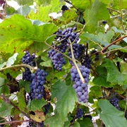 Amur Grape (Vitis Amurensis)
