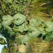 Trellis-Vine (Pergularia Daemia)
